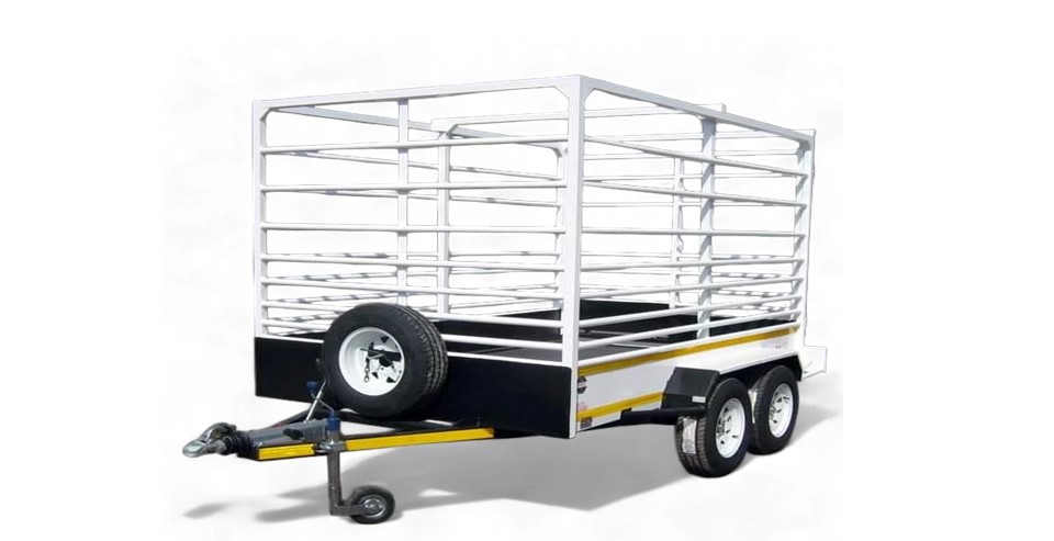 venter cattle